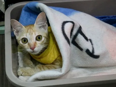 “Ngôi nhà hạnh phúc” của những chú mèo vô gia cư