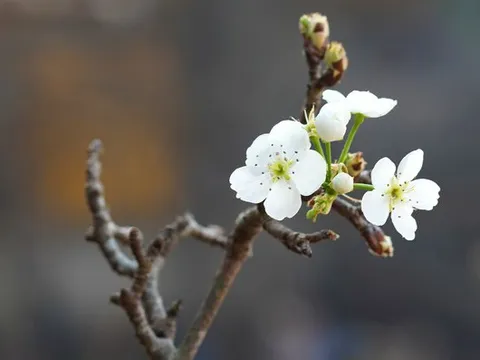Người Hà Nội chi bạc triệu cho thú chơi hoa lê sau Tết