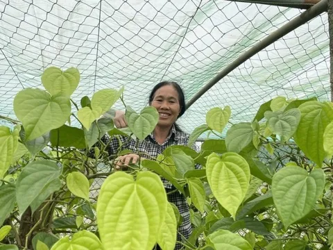 Nông dân thu tiền triệu sau Tết nhờ cây "trồng 1 năm thu cả đời"