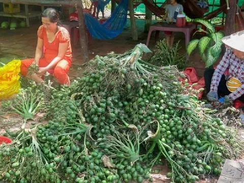 Trung Quốc gom mua cau non giá cao, Cục Trồng trọt khuyến cáo không trồng ồ ạt