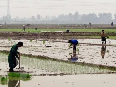 Điều chỉnh đợt 2 lấy nước gieo cấy vụ Đông Xuân