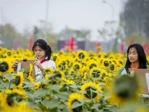 Rủ nhau "sống ảo" với vườn hoa hướng dương giữa trung tâm Tp.Hải Dương