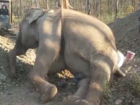 Con voi 34 tuổi qua đời sau một thời gian được điều trị, cứu chữa