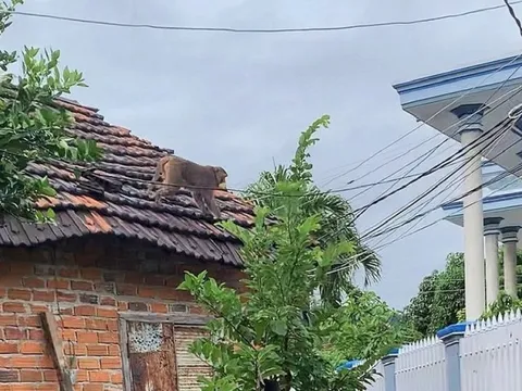 Khánh Hòa: Đàn khỉ hàng trăm con tràn xuống khu dân cư quậy phá