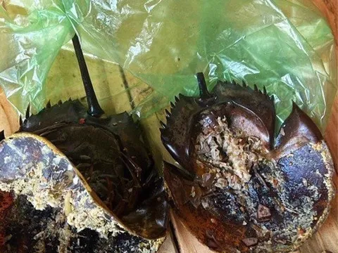 Phát hiện độc tố Tetrodotoxins trong mẫu vật vụ nghi ăn nhầm so biển