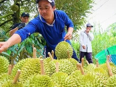 Lý do sầu riêng Việt giá 200.000 đồng/kg, Malaysia bán tới 100 USD/kg?