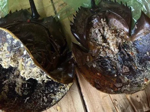 Vụ ngộ độc thực phẩm nghi ăn nhầm so biển: Độc tố vượt ngưỡng an toàn