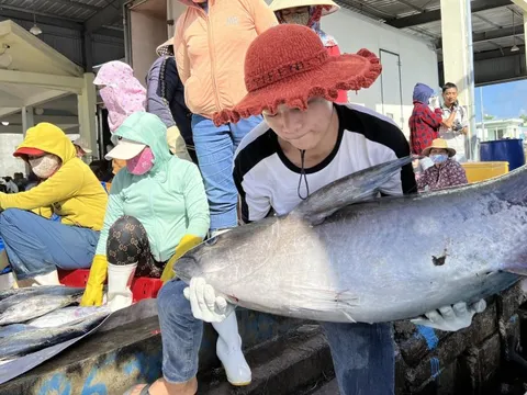 Ngư dân miền Trung đón 'lộc biển' đầu năm