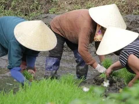 Thợ cấy thời vụ "còng lưng" kiếm gần nửa triệu đồng/ngày
