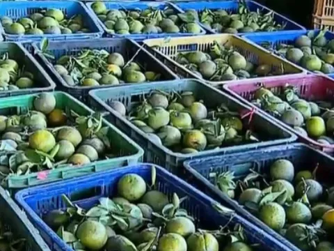 Rớt giá kỷ lục, 1kg cam chỉ… 1.000 đồng