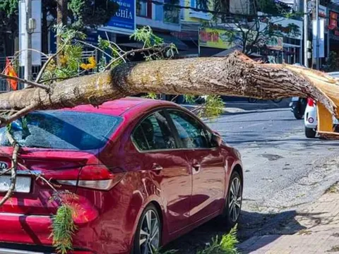 Cành cây gãy đè vỡ kính xe ô tô trên đường phố Đà Lạt