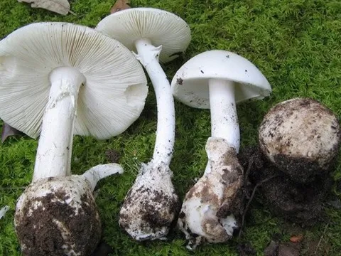 Bộ Y tế: Phòng chống ngộ độc do nấm độc, các loại hoa quả rừng lạ