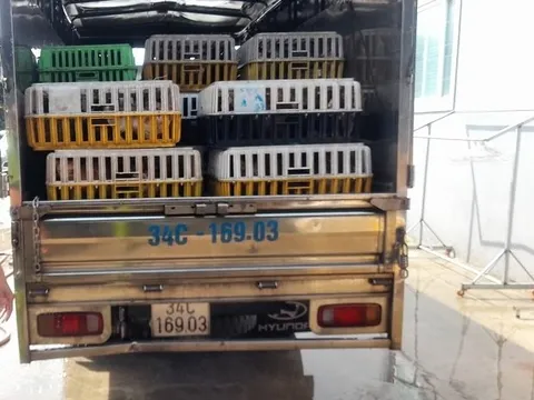 Phát hiện kho chứa 4 tấn mèo đông lạnh không rõ nguồn gốc