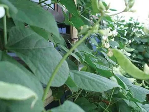 Loại cây 'toàn năng', là thuốc khoẻ dạ dày, bảo vệ thận: Cực quen thuộc trong vườn nhà