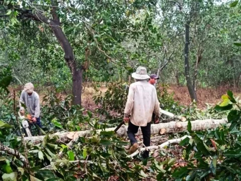 Đồng Nai: Khởi tố, thu hồi tang vật trong vụ phá rừng phòng hộ