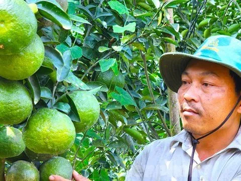 Xót xa vườn cam sành trĩu quả nguy cơ mất trắng vì giá 'rẻ như bèo'