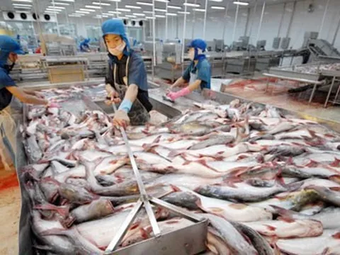 Giá cá tra tăng, doanh nghiệp 'đói' nguyên liệu