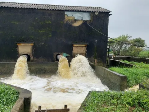 Quảng Trị: Triển khai các biện pháp cứu lúa bị ngập úng