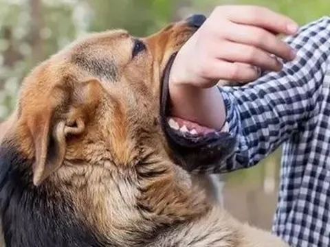 Ghi nhận thêm 1 ca tử vong do bệnh dại ở Gia Lai