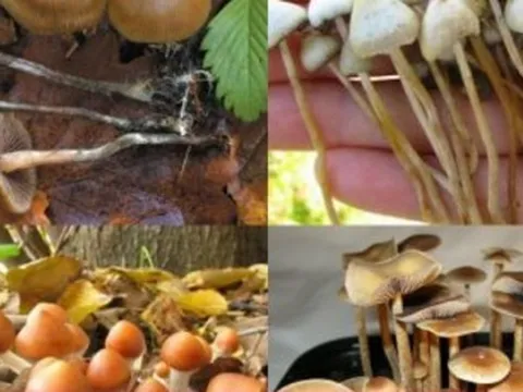 4 loại nấm độc nguy hiểm thường gặp ở Việt Nam