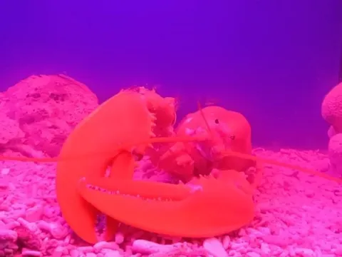 Tôm hùm màu vàng cam quý hiếm ở Viện Hải dương học đã lột vỏ