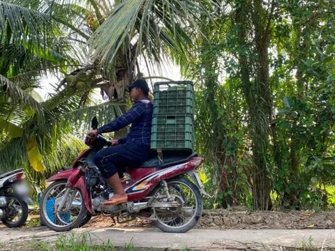 Vĩnh Long: Cảnh giác nạn trộm cắp hoành hành vào mùa thu hoạch cam