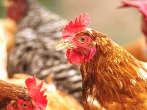 Khẩn cấp ngăn chặn cúm gia cầm H5N1 có độc lực cao xâm nhập