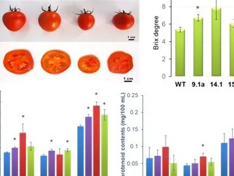 Ứng dụng thành công công nghệ chỉnh sửa gene trong cải tạo giống cây trồng