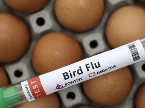 WHO lo ngại tình hình cúm gia cầm tại Campuchia