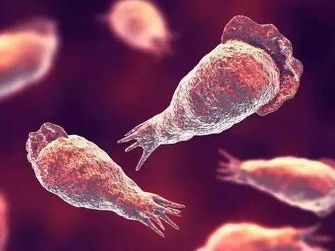 Bị sinh vật ăn não chui vào mũi chỉ vì... rửa xoang