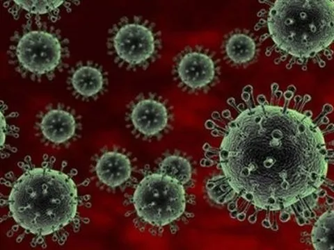 Siết chặt kiểm dịch tại các cửa khẩu, ngăn ngừa virus A/H5N1