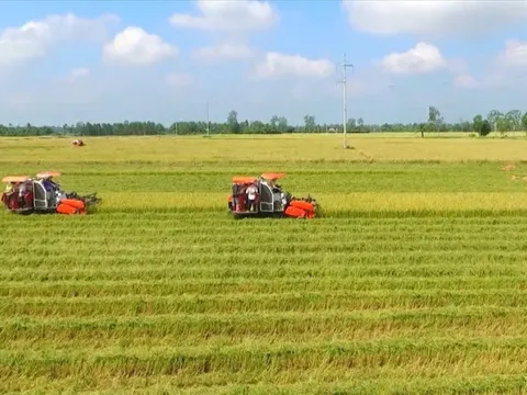 Thí điểm thủ tục chuyển mục đích sử dụng đất trồng lúa quy mô dưới 500 ha tại Khánh Hòa