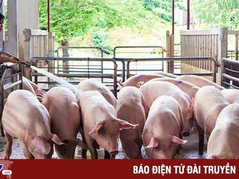 Giá lợn hơi xuống thấp, người chăn nuôi "khóc dở, mếu dở"