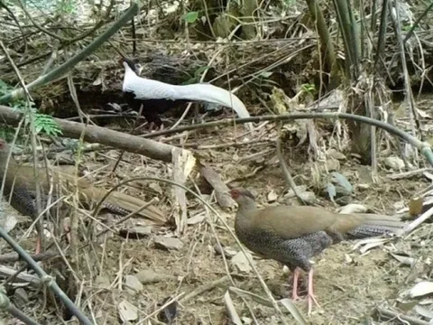 Phát hiện loài “gà sách đỏ” siêu quý hiếm ở Thanh Hóa