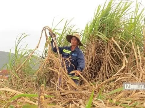 Khánh Hòa: Mía đạt sản lượng nhưng chi phí đầu tư tăng cao