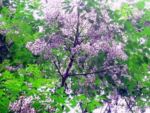 Loại cây có độc tính cao nhưng được rất nhiều gia đình trồng