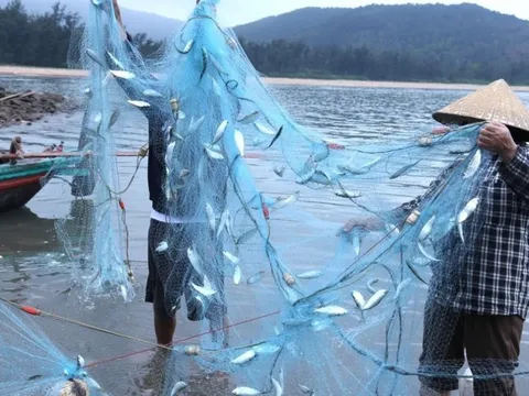 Ngư dân phấn khởi gỡ tấm lưới nặng trĩu cá, thu tiền triệu mỗi ngày