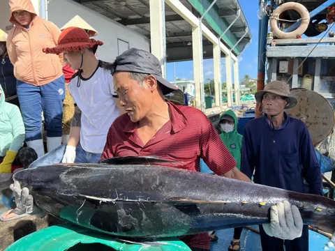 Quảng Ngãi triển khai đợt cao điểm 180 ngày chống khai thác IUU