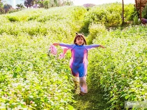 Người dân thích thú check in trong vườn hoa tam giác mạch hơn 10.000m2