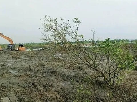 Rừng ngập mặn bị san ủi ở Thừa Thiên-Huế: “Tôi có biết chi mô!”