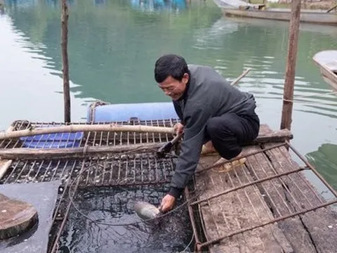 Nghề nuôi loài cá "đặc sản" trên miền di sản Phong Nha Kẻ Bàng