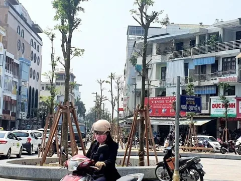 Giá cây bàng Đài Loan trồng dọc đường đi bộ 97 tỷ ở Huế đắt hay rẻ?