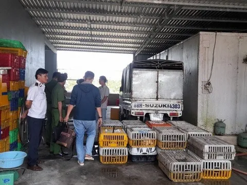Phát hiện hơn 1 tấn mèo đã được giết mổ không rõ nguồn gốc