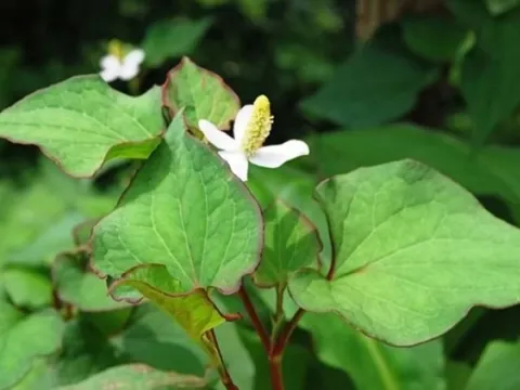 Những lợi ích bất ngờ từ rau diếp cá