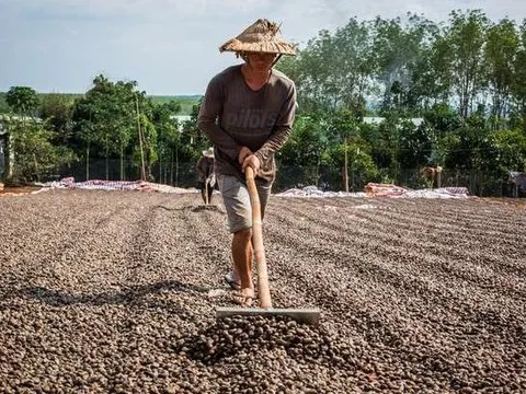 Hai tháng 2023: Việt Nam nhập khẩu 130 triệu USD một loại hạt thô từ Campuchia
