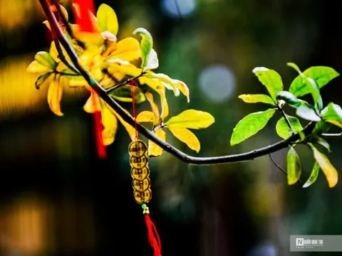 Hà Nội mùa cây thay lá