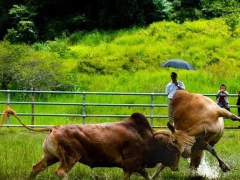 Gỡ dây thừng cho bò chọi, người đàn ông bị húc thấu ngực