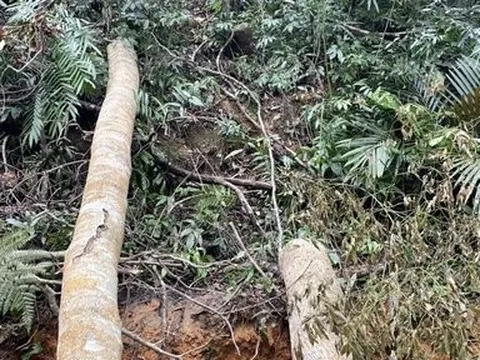 Khánh Hòa: Khởi tố vụ án phá rừng tại 2 xã Ninh Ích và Diên Điền