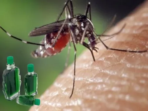 Không phải thuốc xịt độc hại, đây mới là thứ bạn cần đề đuổi sạch bách muỗi