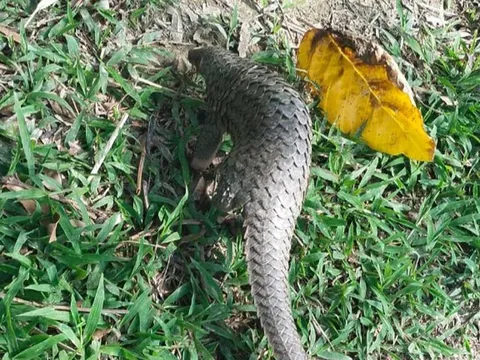 Cà Mau: Phát hiện loài động vật quý hiếm nằm trên đường